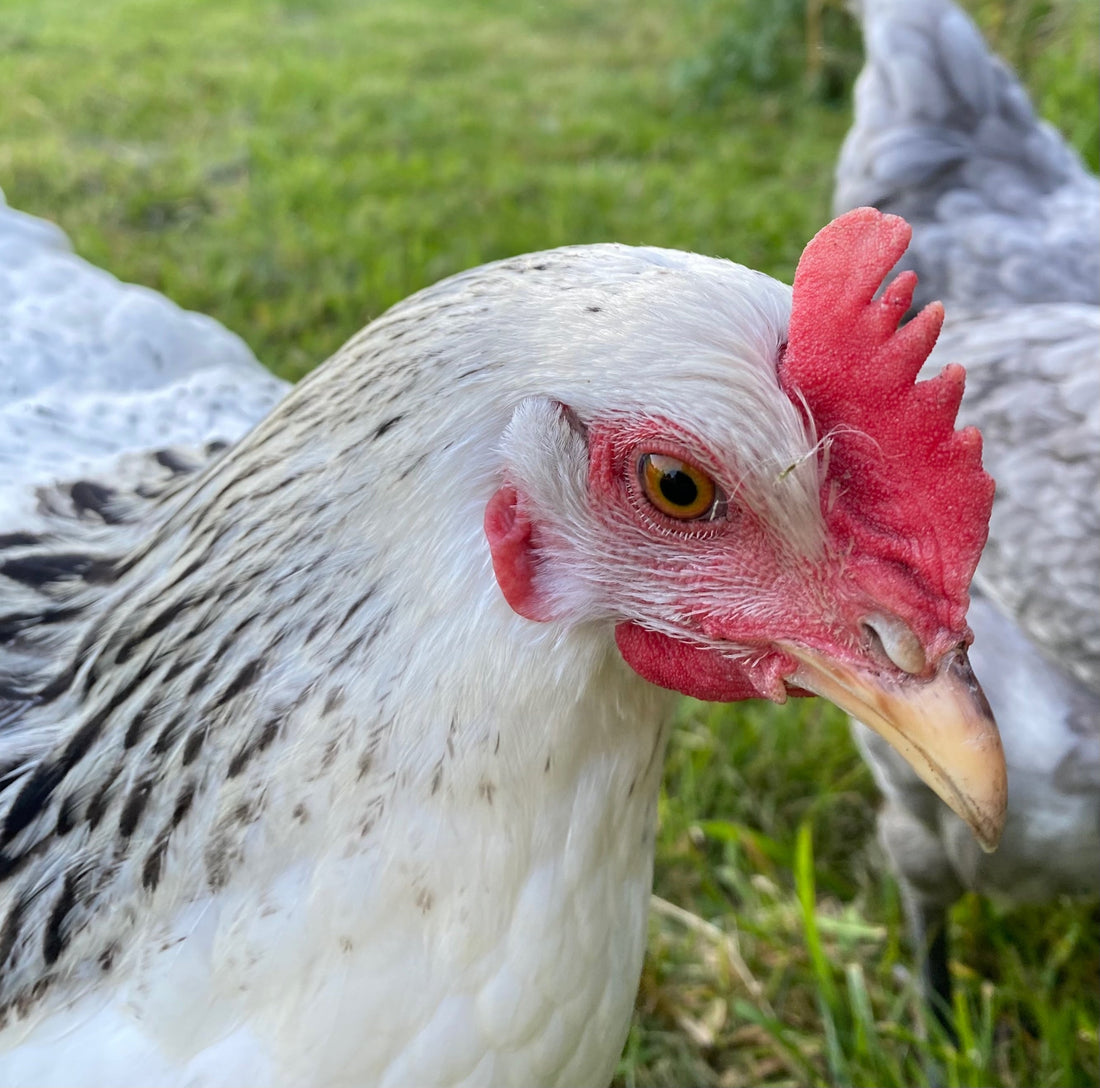 Can Copper Help Reduce Green Algae in Chicken Drinkers?