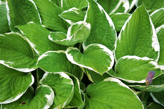 How to Grow Hostas in Pots and Protect Them from Slugs and Snails