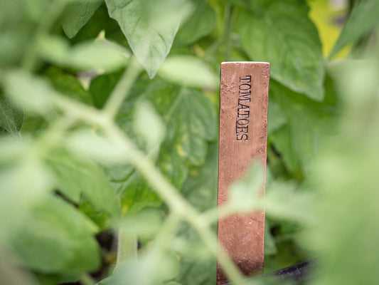 Electroculture for Gardeners: Harnessing Electricity to Boost Plant Growth