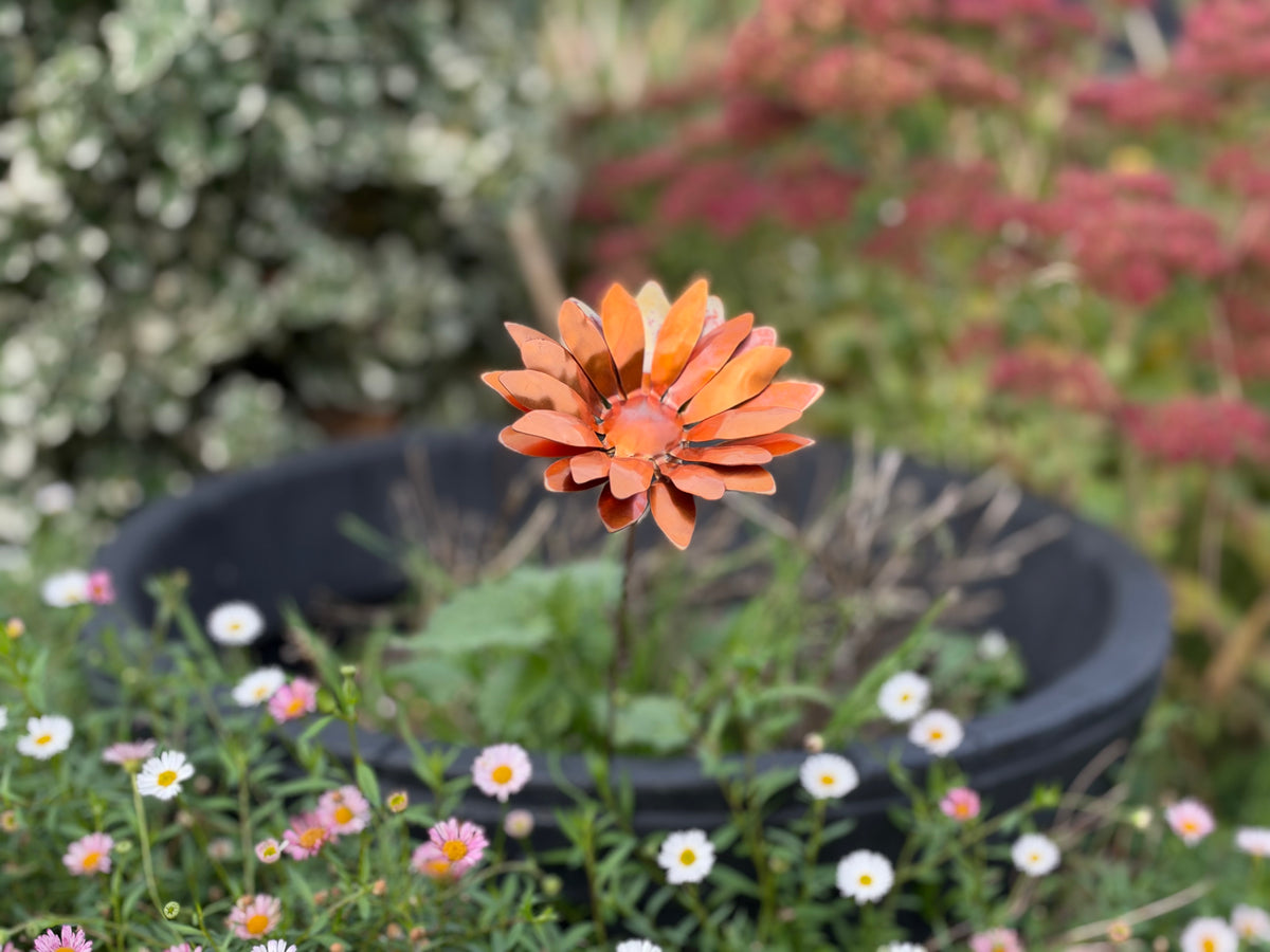 Copper and Green Gerbera