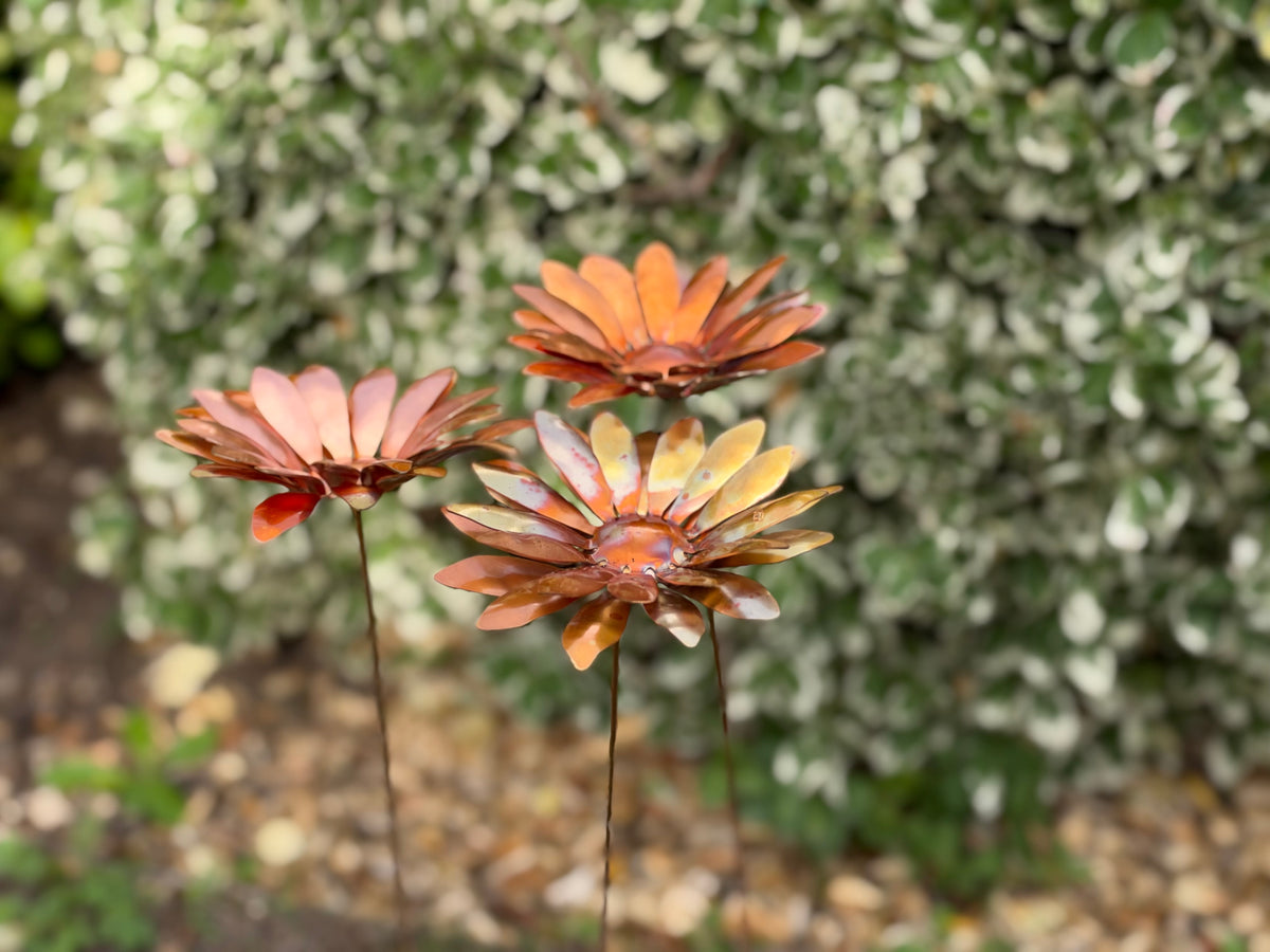 Copper and Green Gerbera
