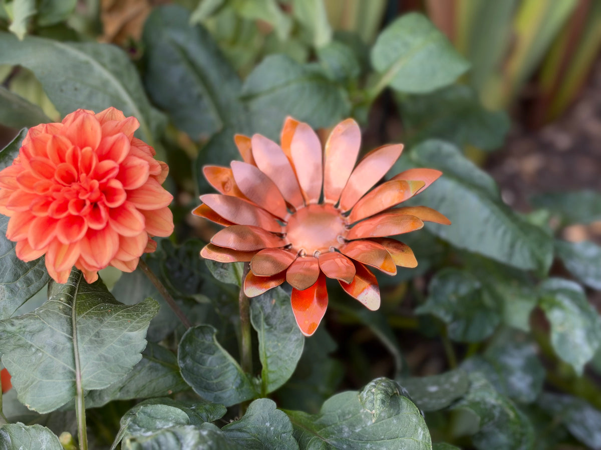 Copper and Green Gerbera