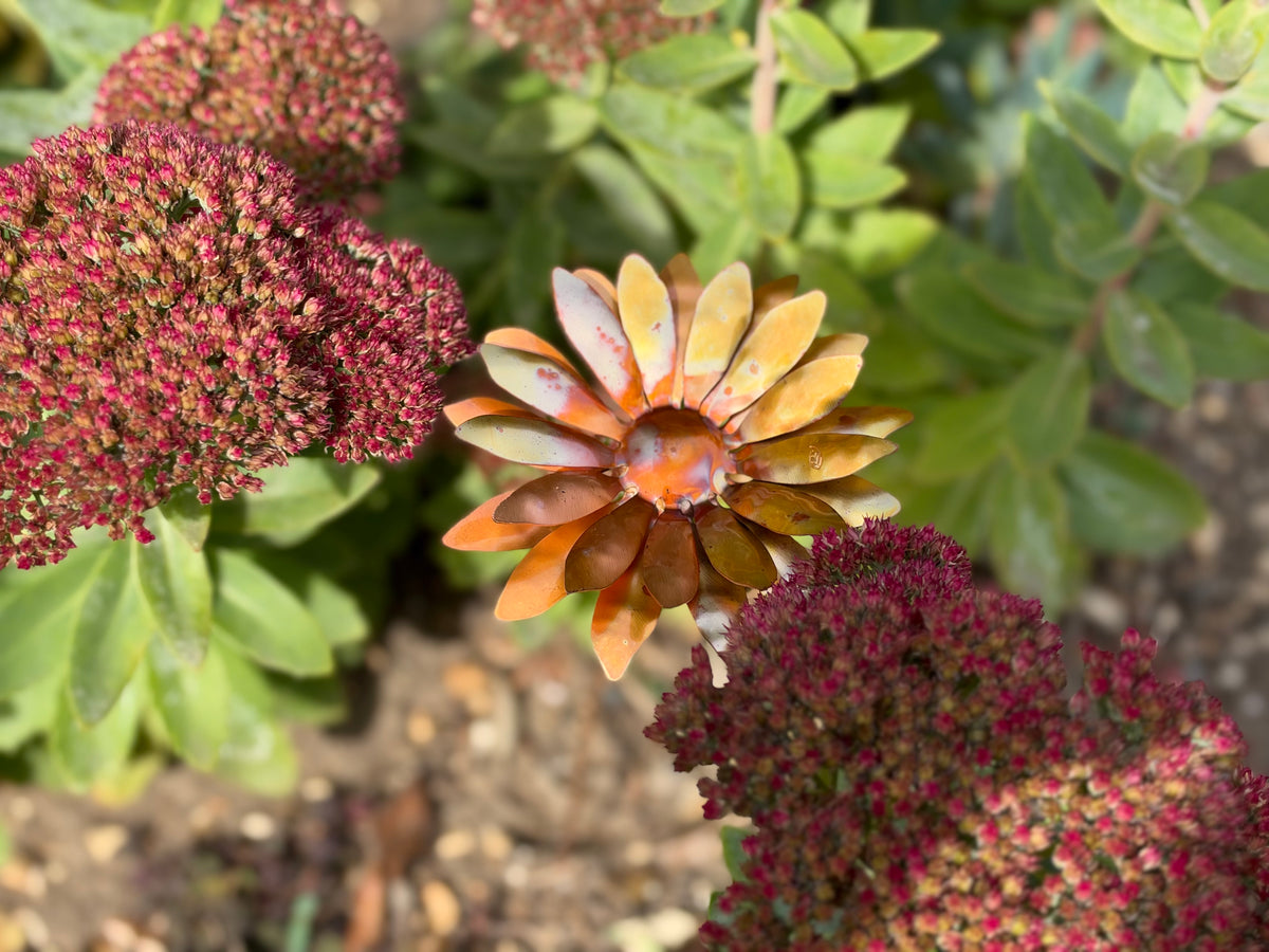Copper and Green Gerbera