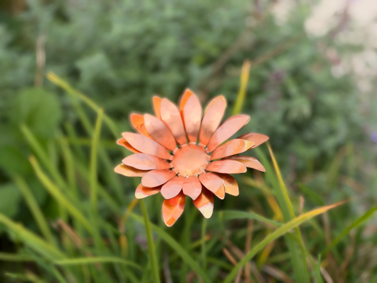 Copper and Green Gerbera