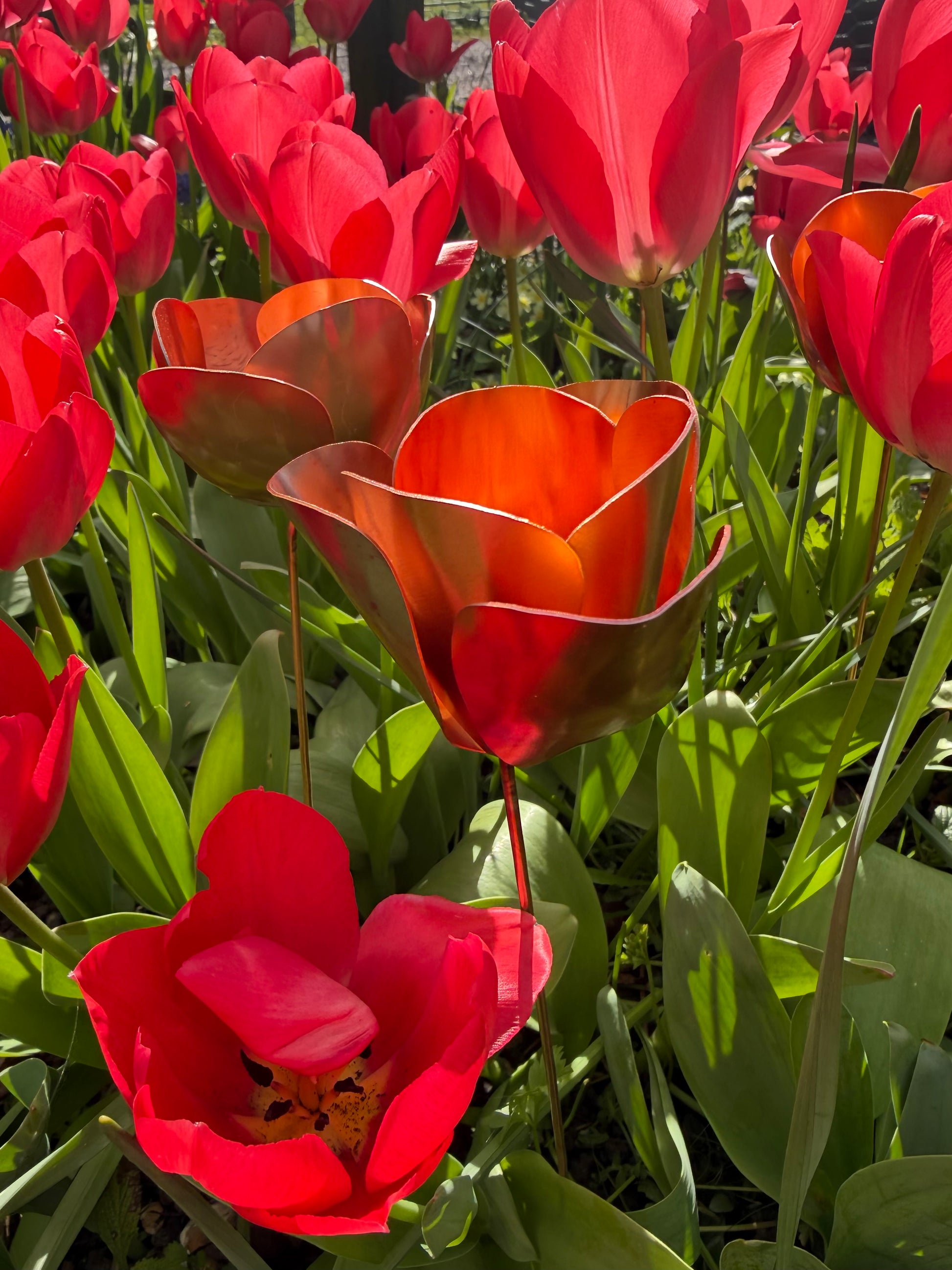 Red tulips with a copper metal sculpture of a tulip in the center