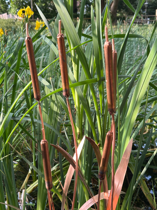 Copper Bulrushes Pair