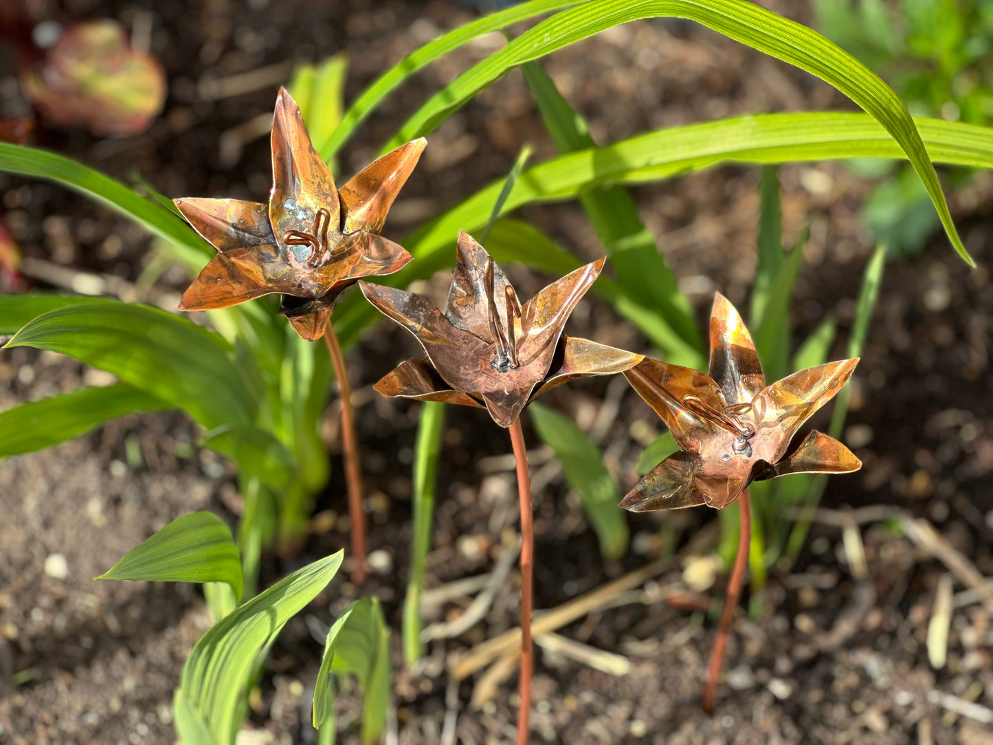 3x Copper Lilies