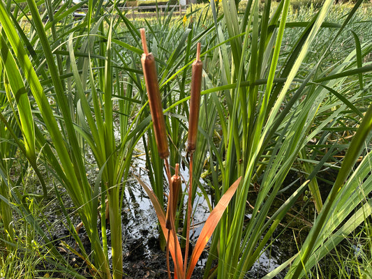 Copper Bulrushes Single