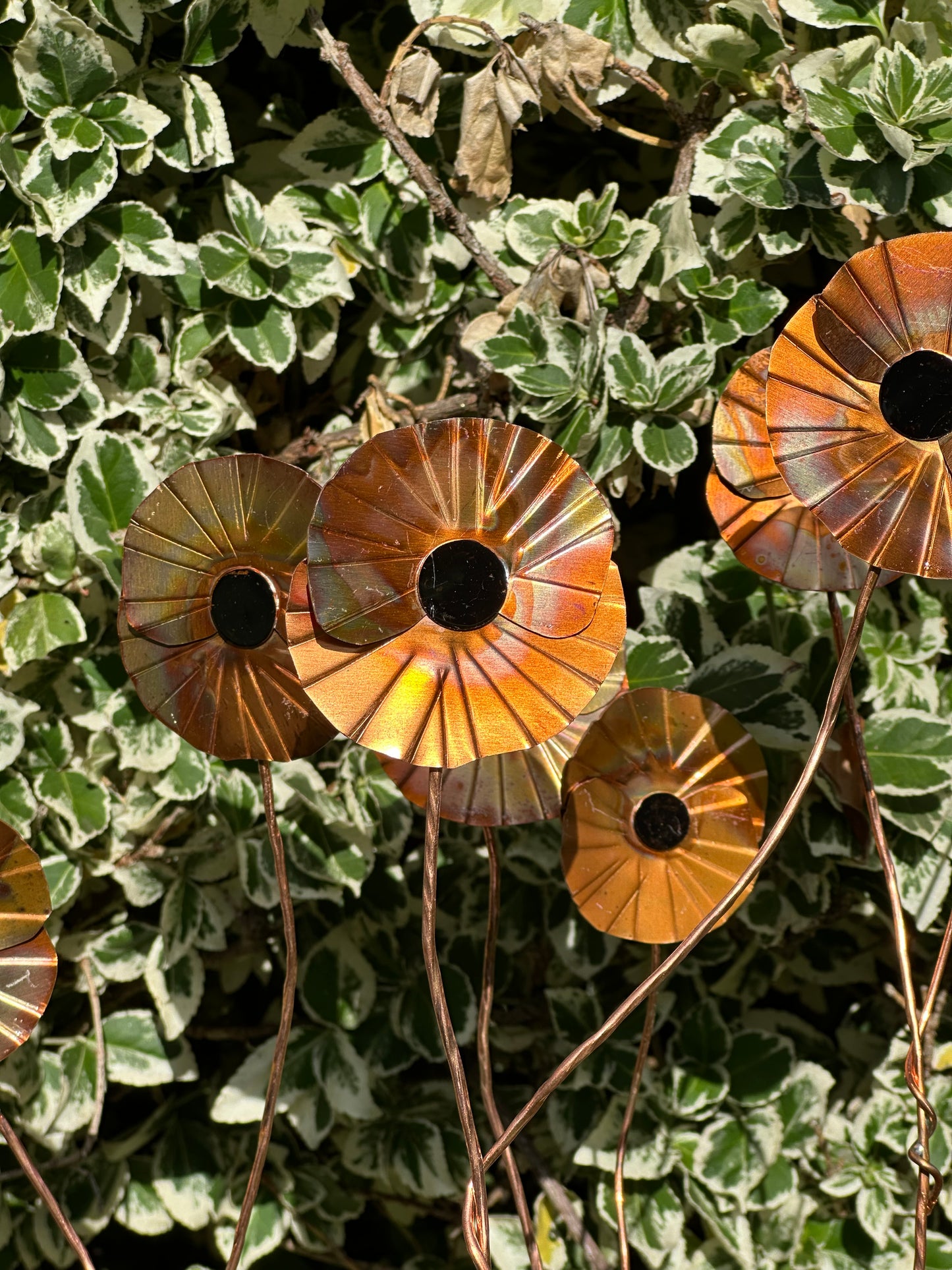 Copper Poppy Flower