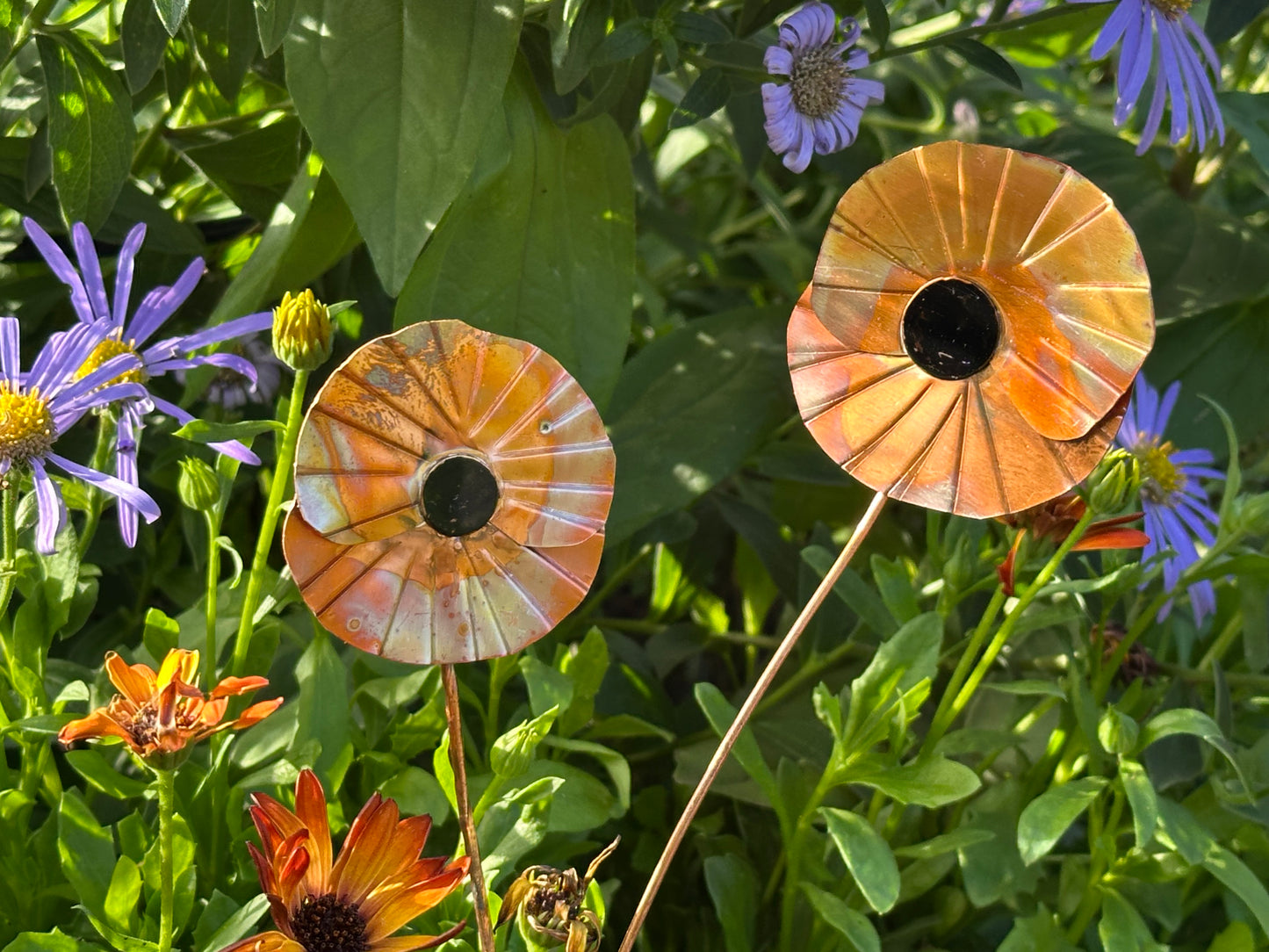 Copper Poppy Flower