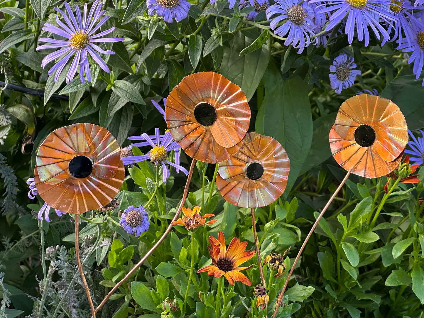 Copper Poppy Flower