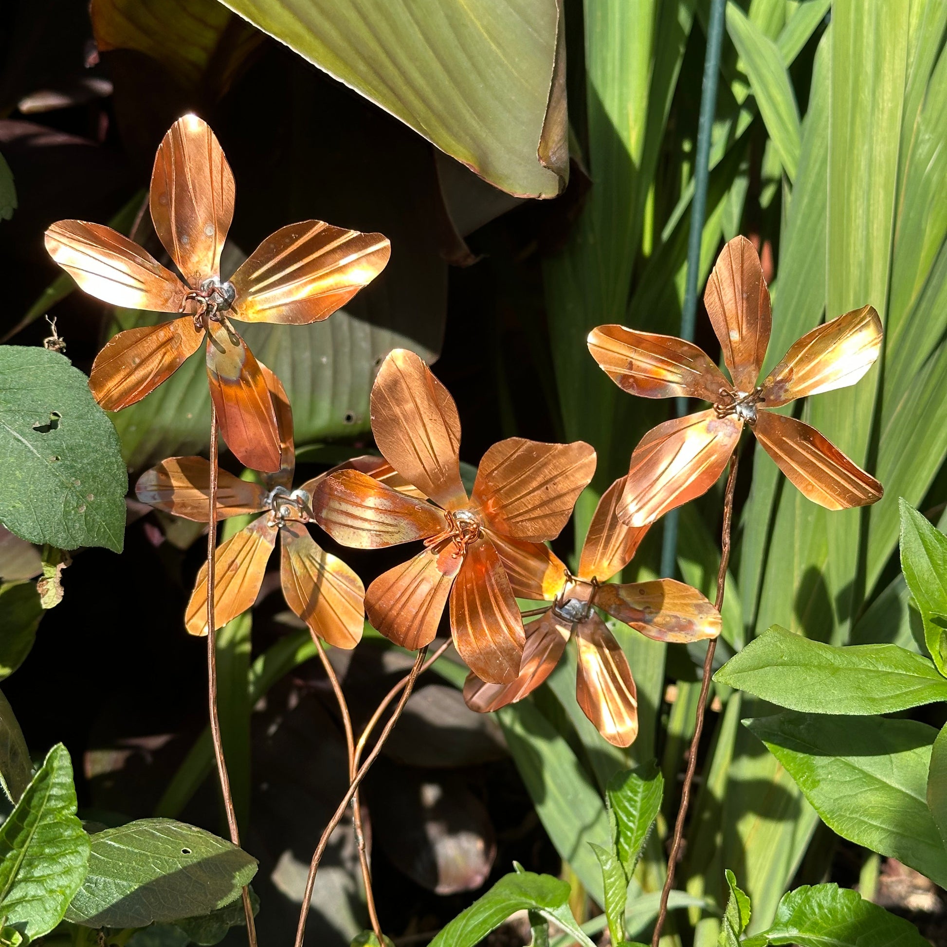 Copper Clematis Flowers