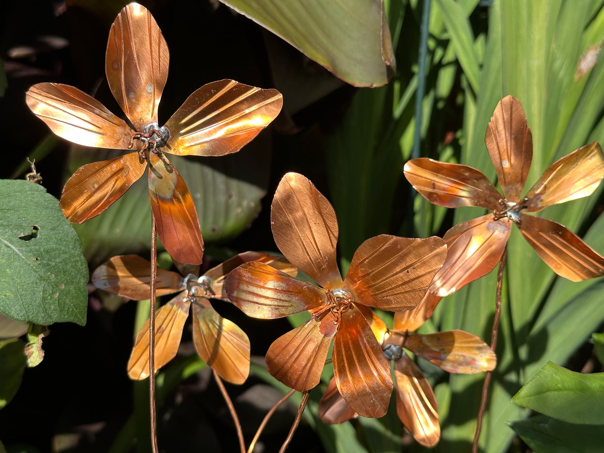 Copper Clematis Flowers