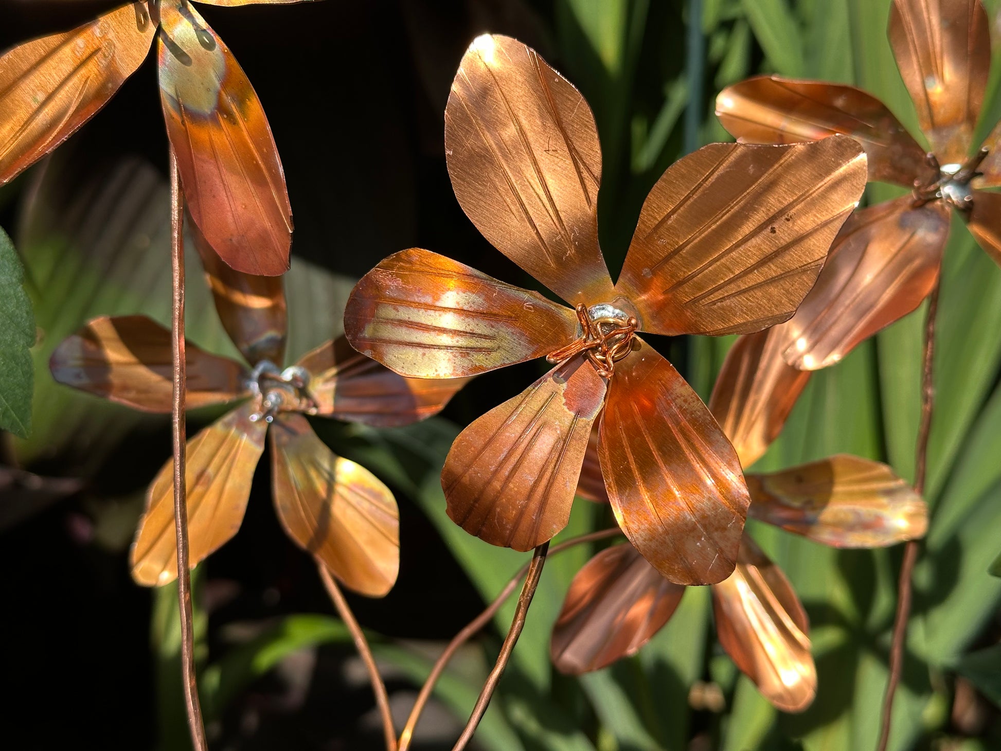 Copper Clematis Flowers