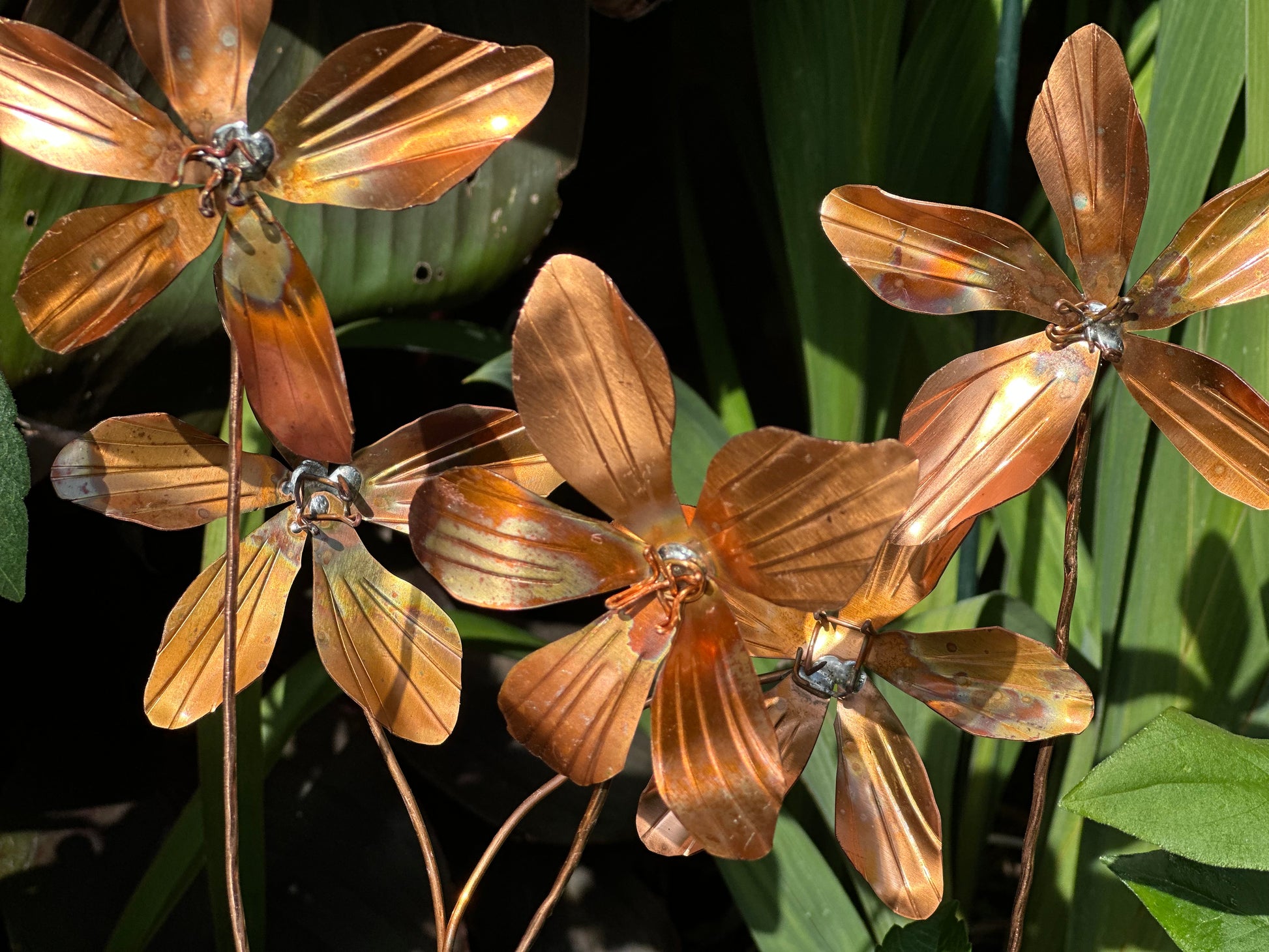Copper Clematis Flowers
