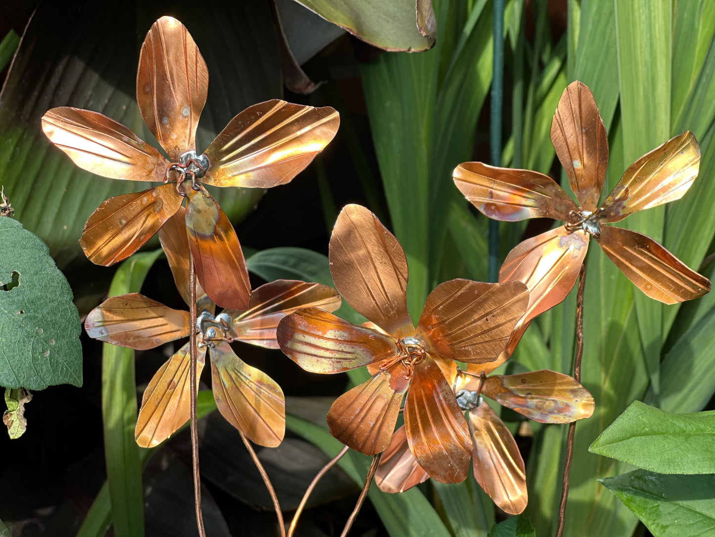 Copper Clematis Flowers