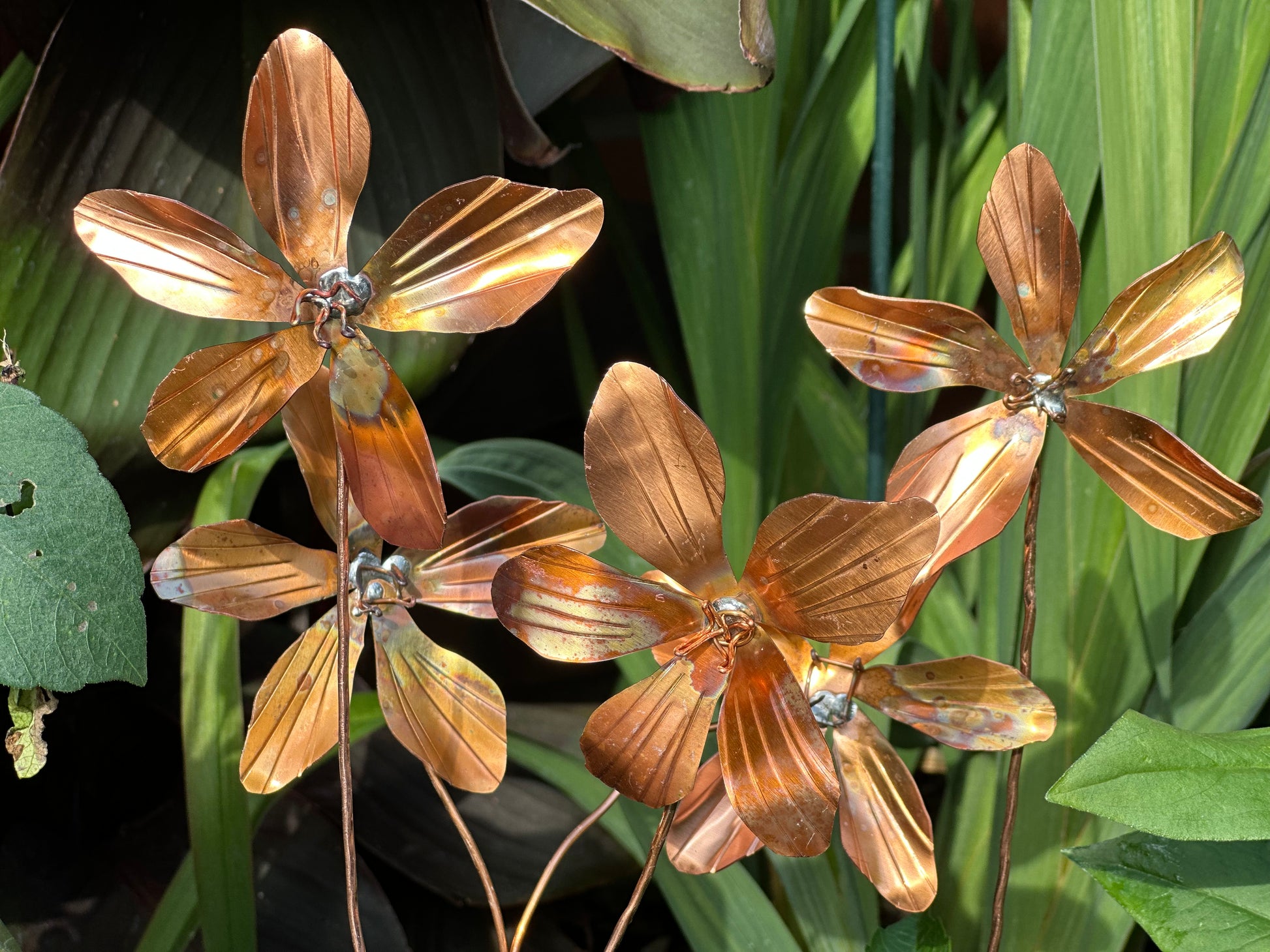 Copper Clematis Flowers