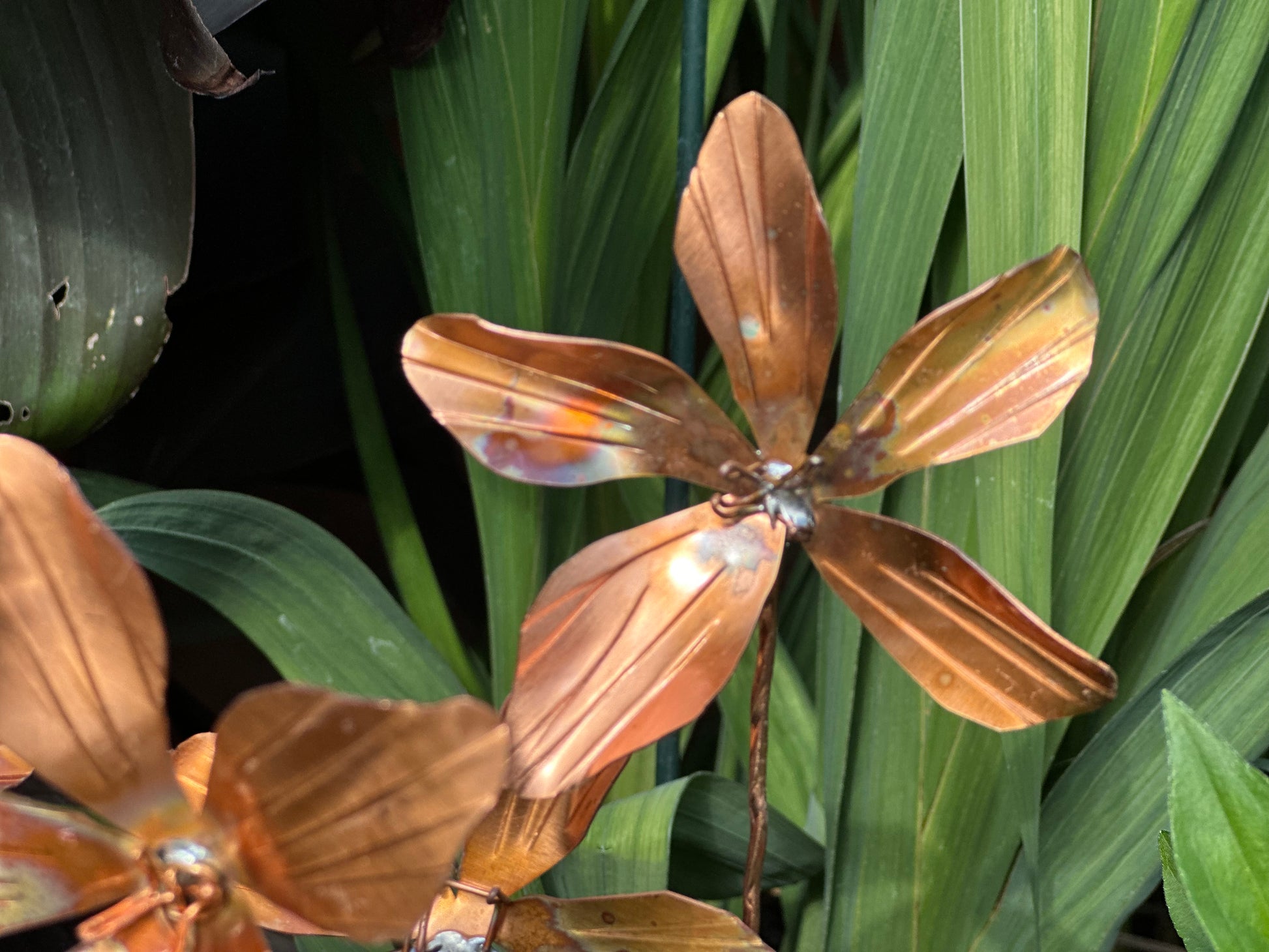Copper Clematis Flowers
