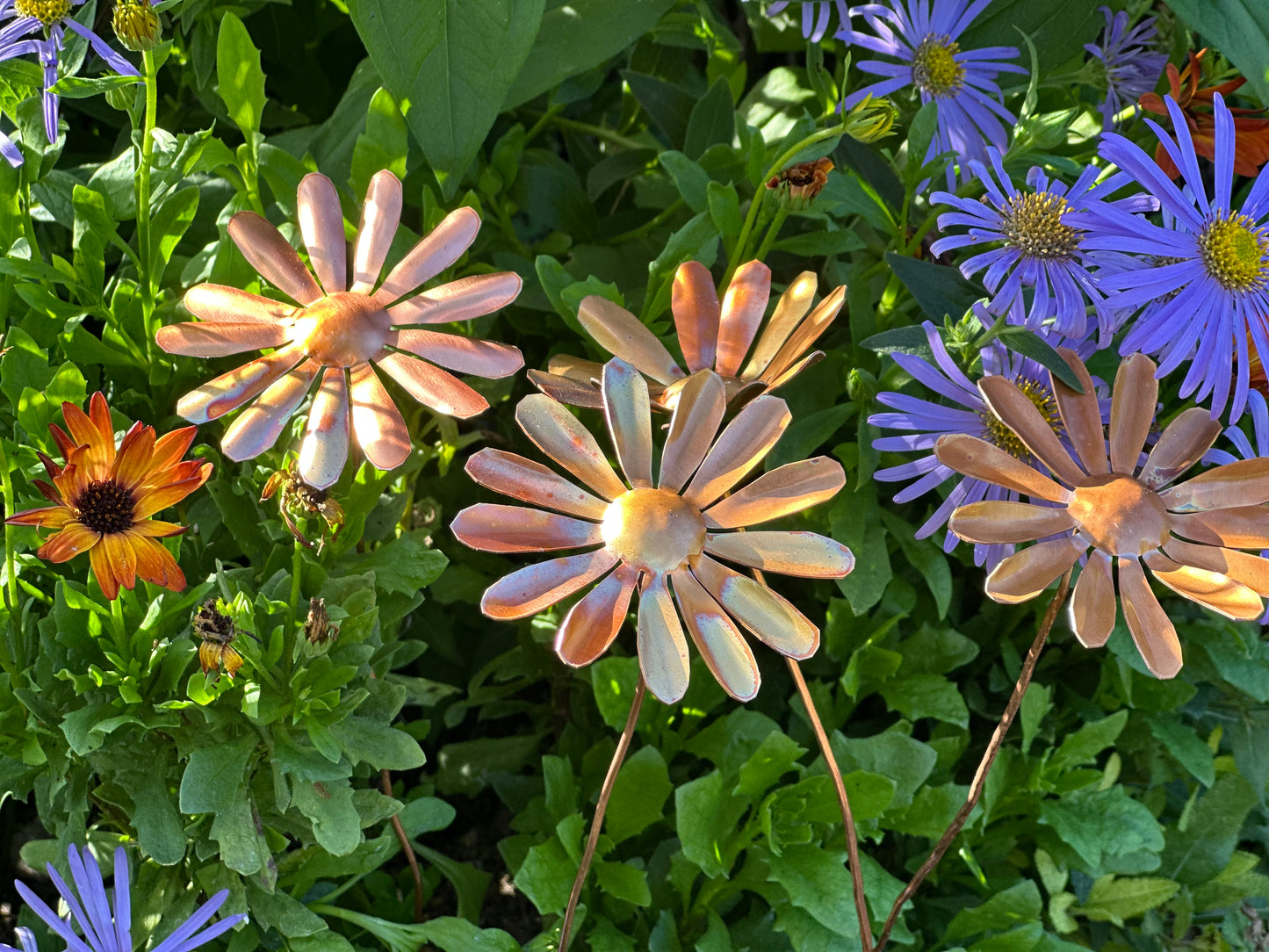 Copper Daisy Flower