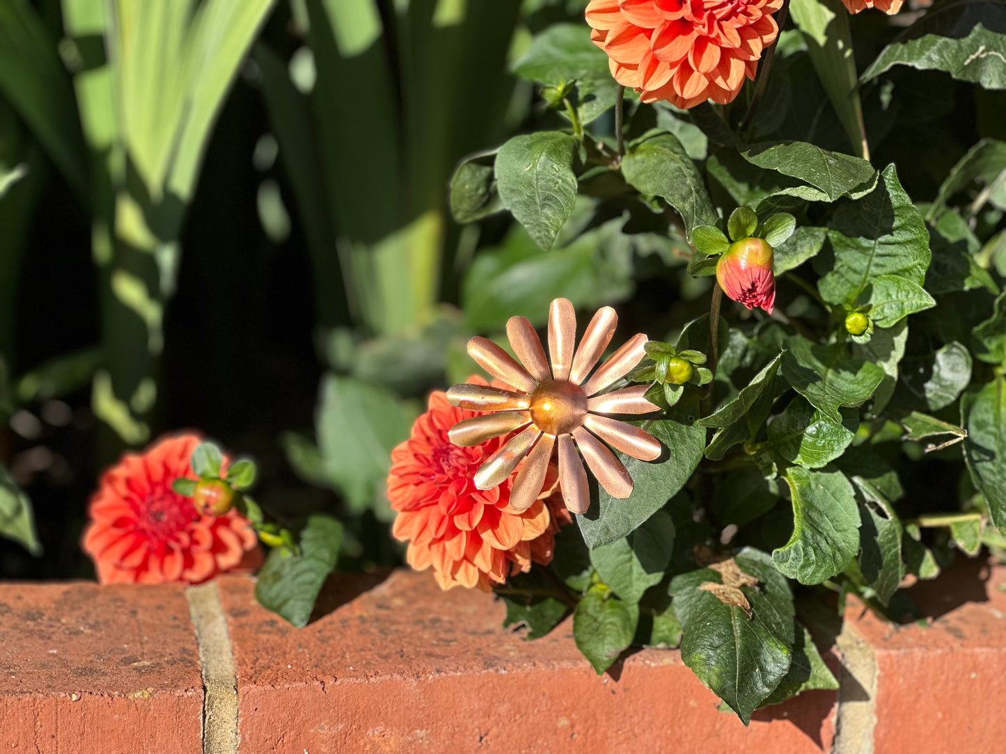 Copper Daisy Flower