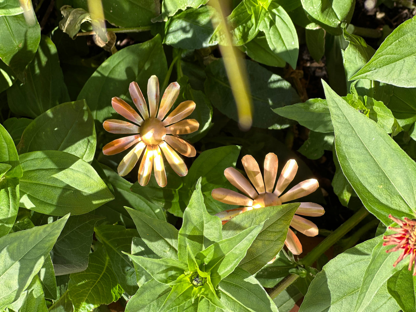 Copper Daisy Flower