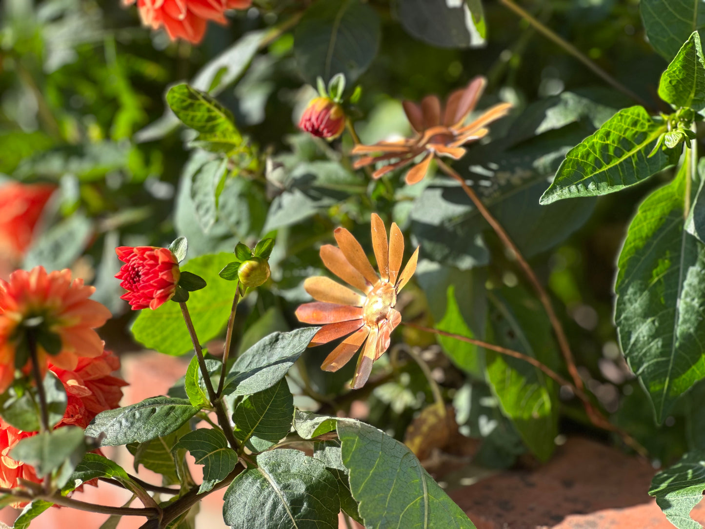 Copper Daisy Flower