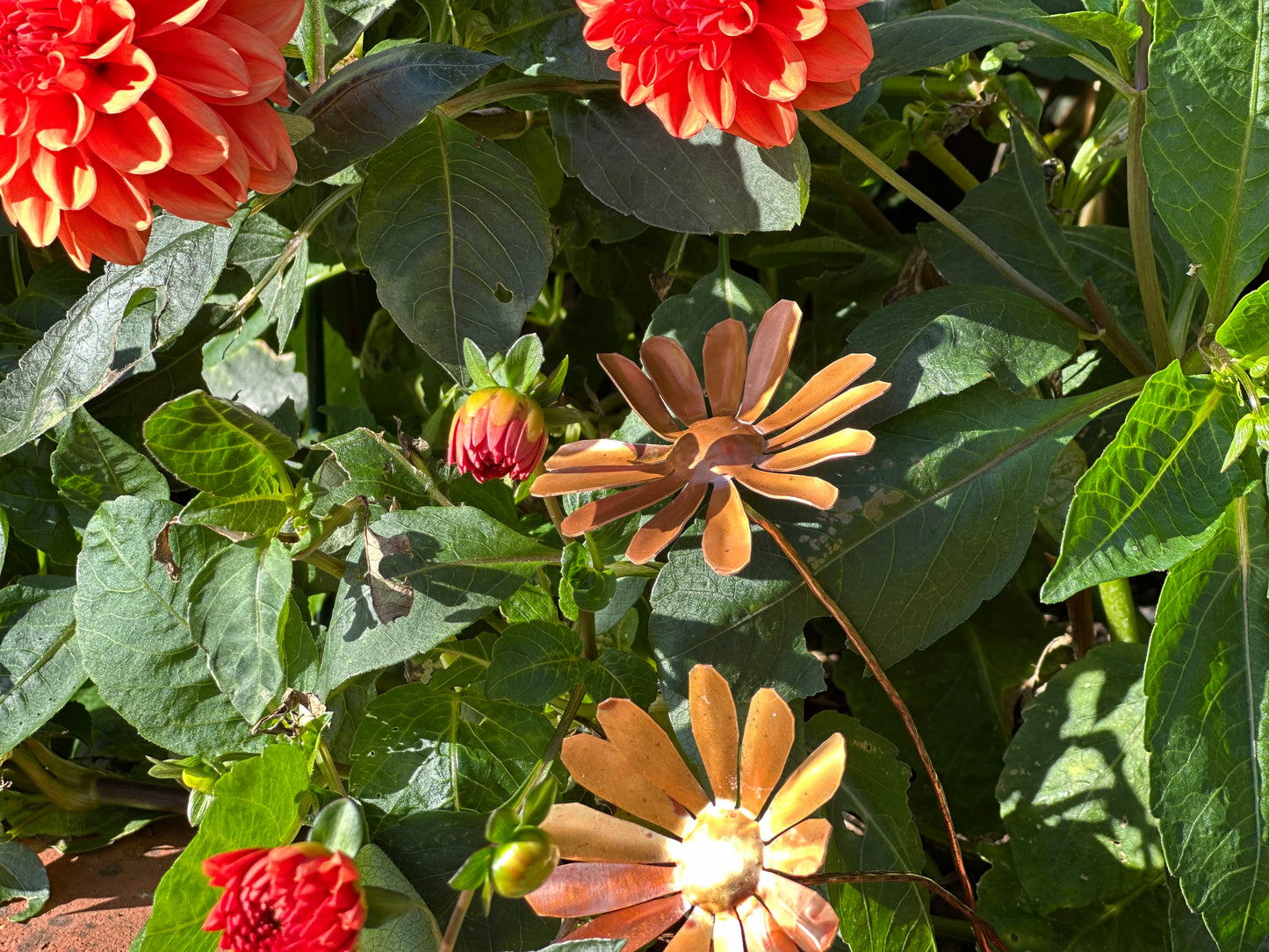 Copper Daisy Flower