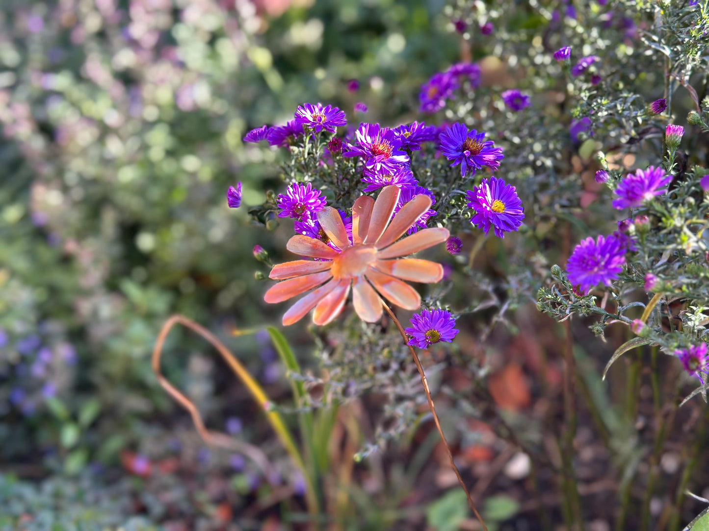 Copper Daisy Flower