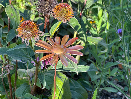 Copper Daisy Flower