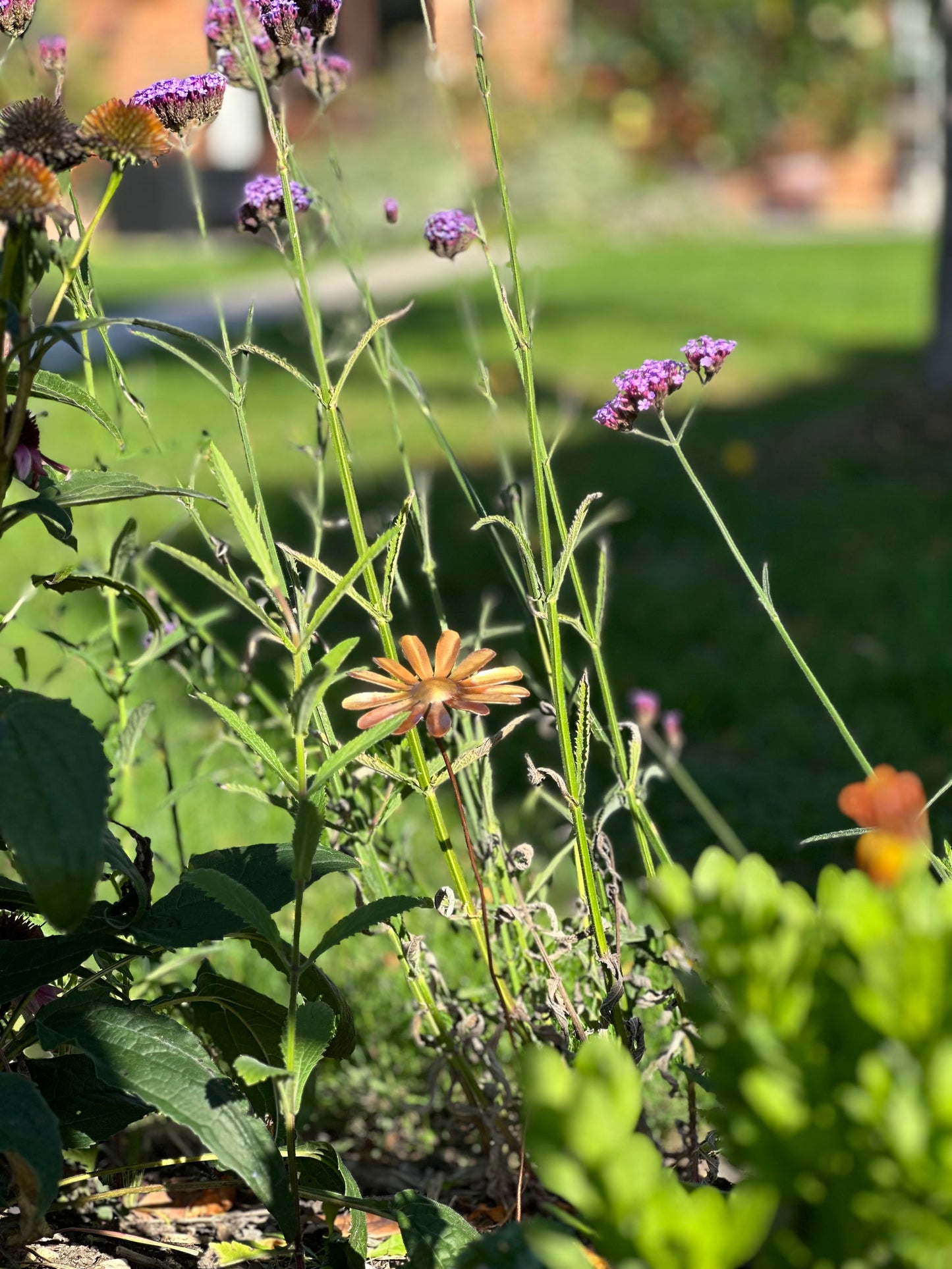 Copper Daisy Flower