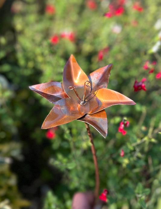 Copper Lily