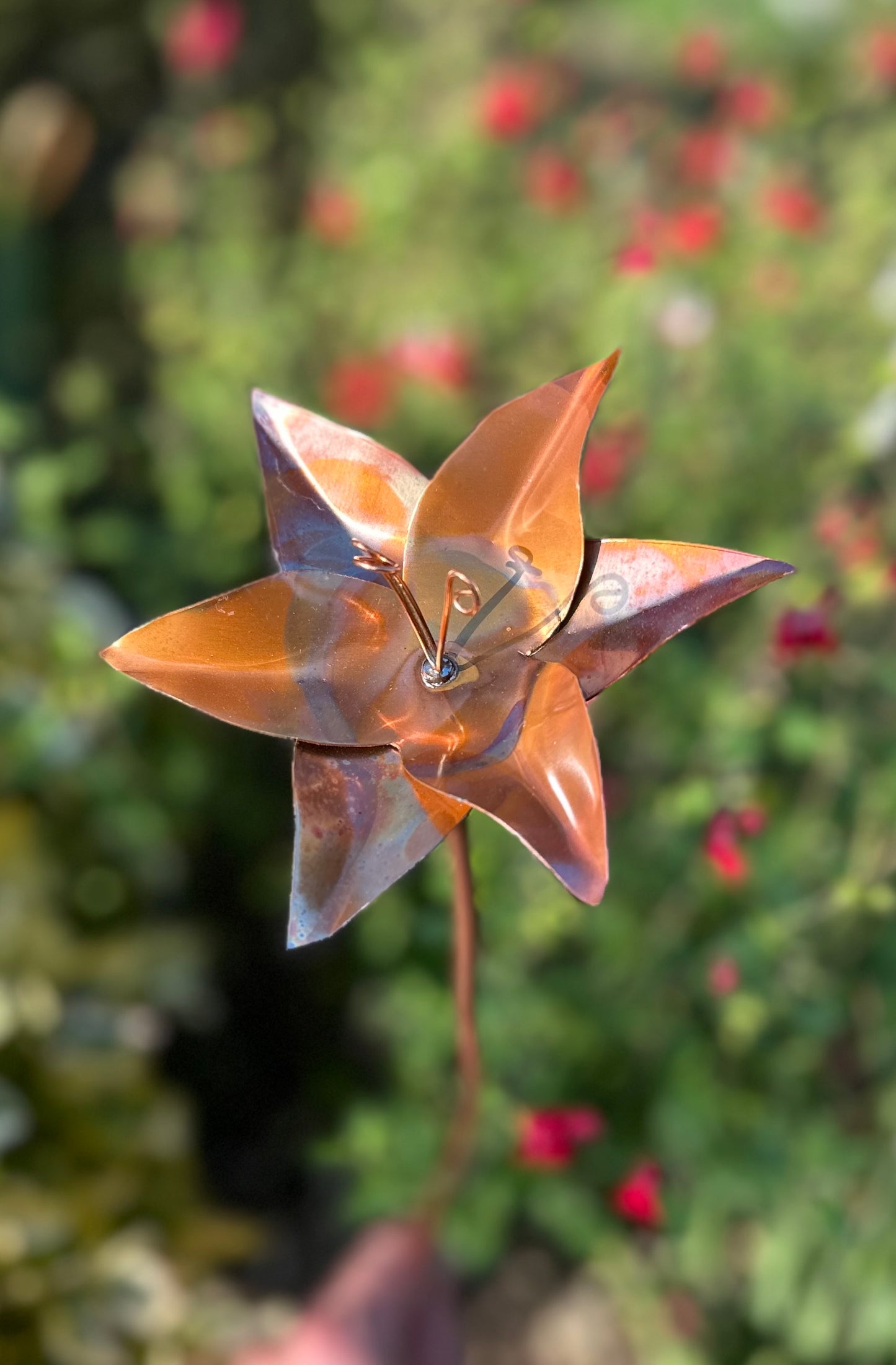 Copper Lily