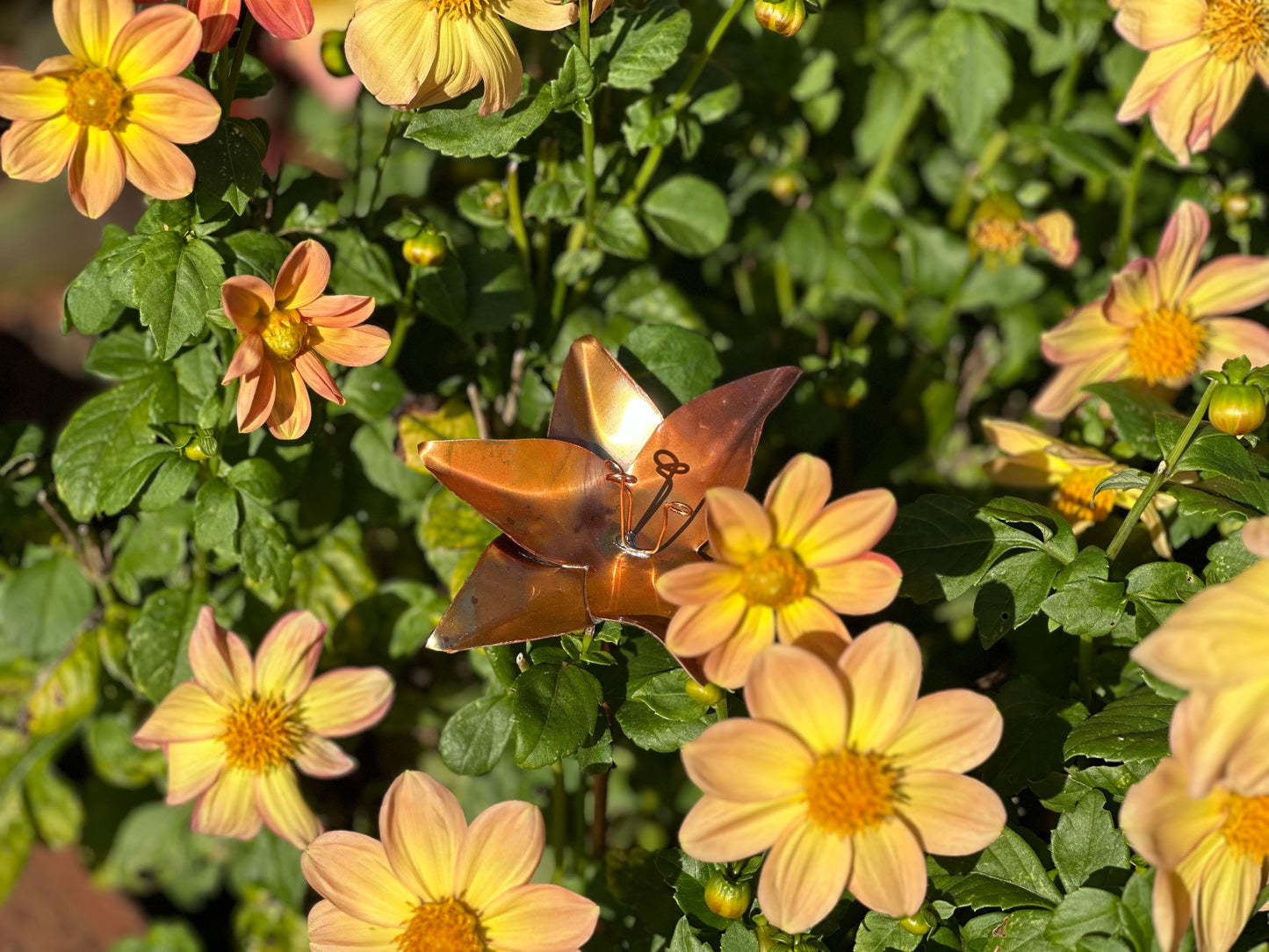 Copper Lily