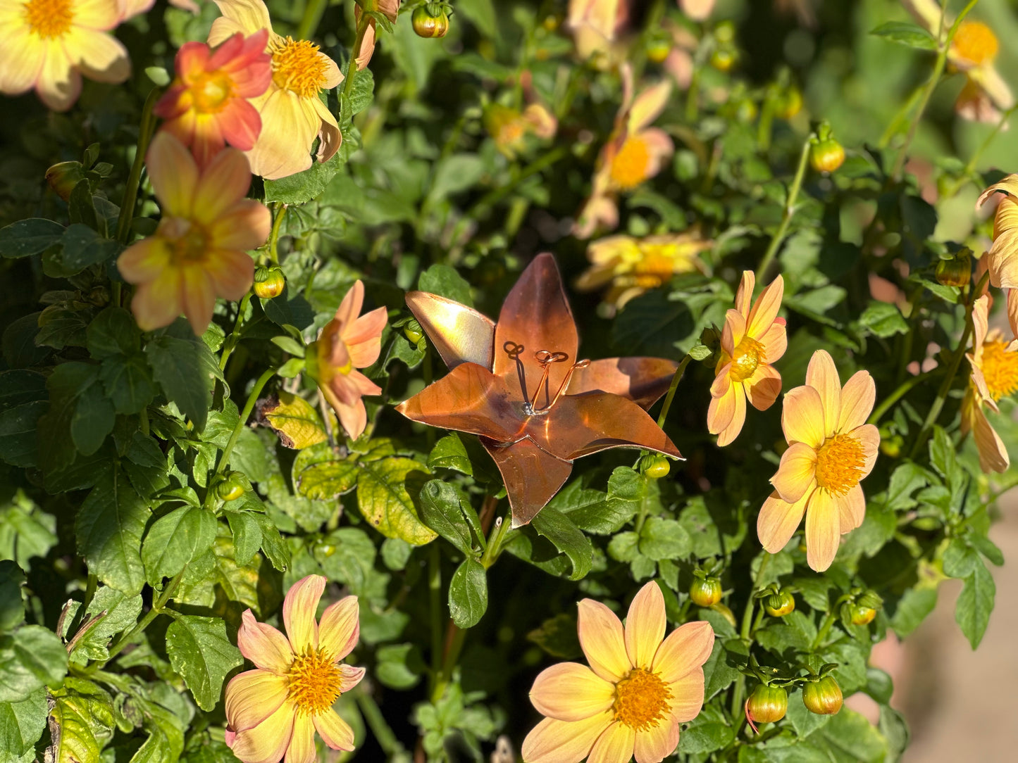 Copper Lily
