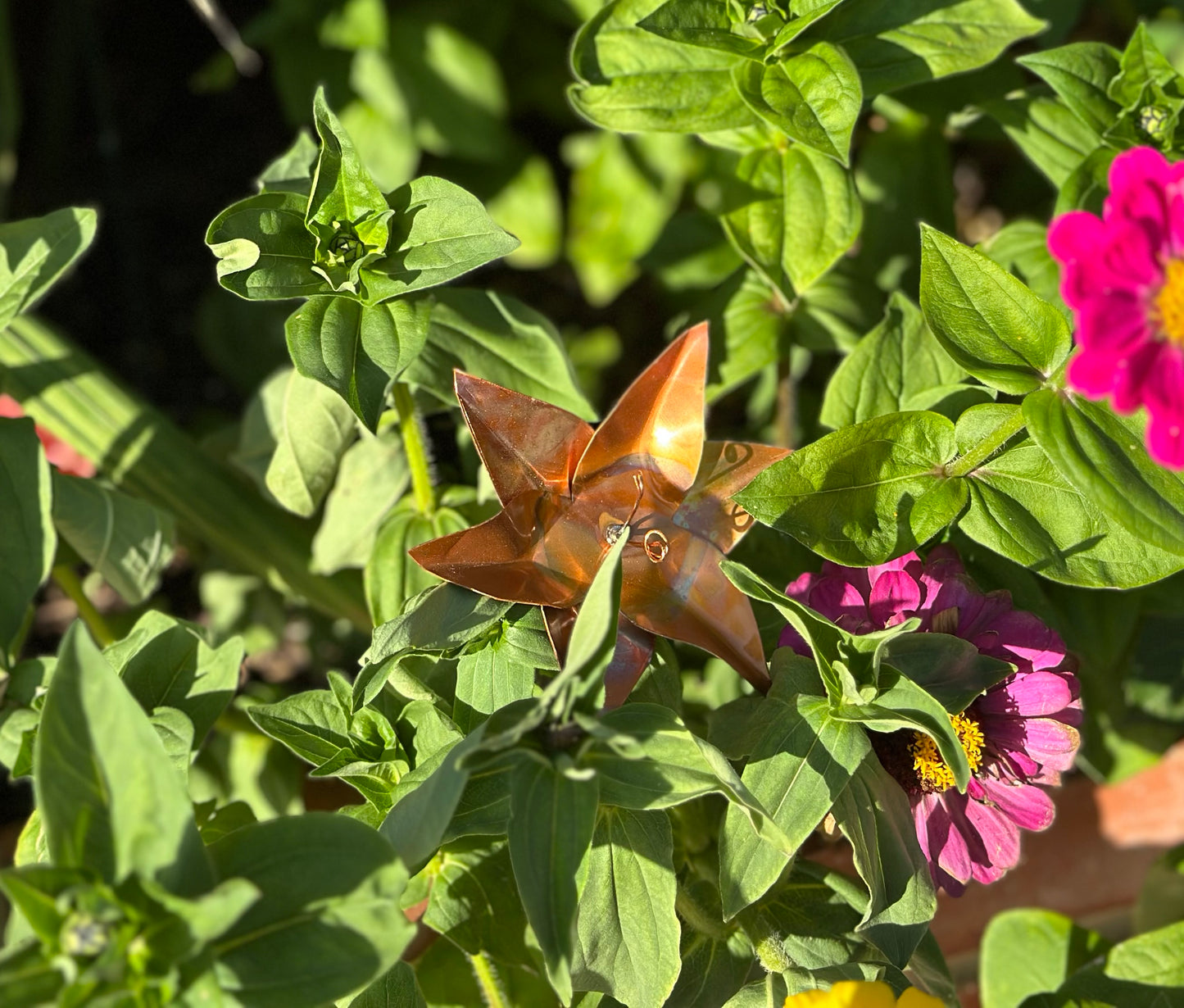 Copper Lily
