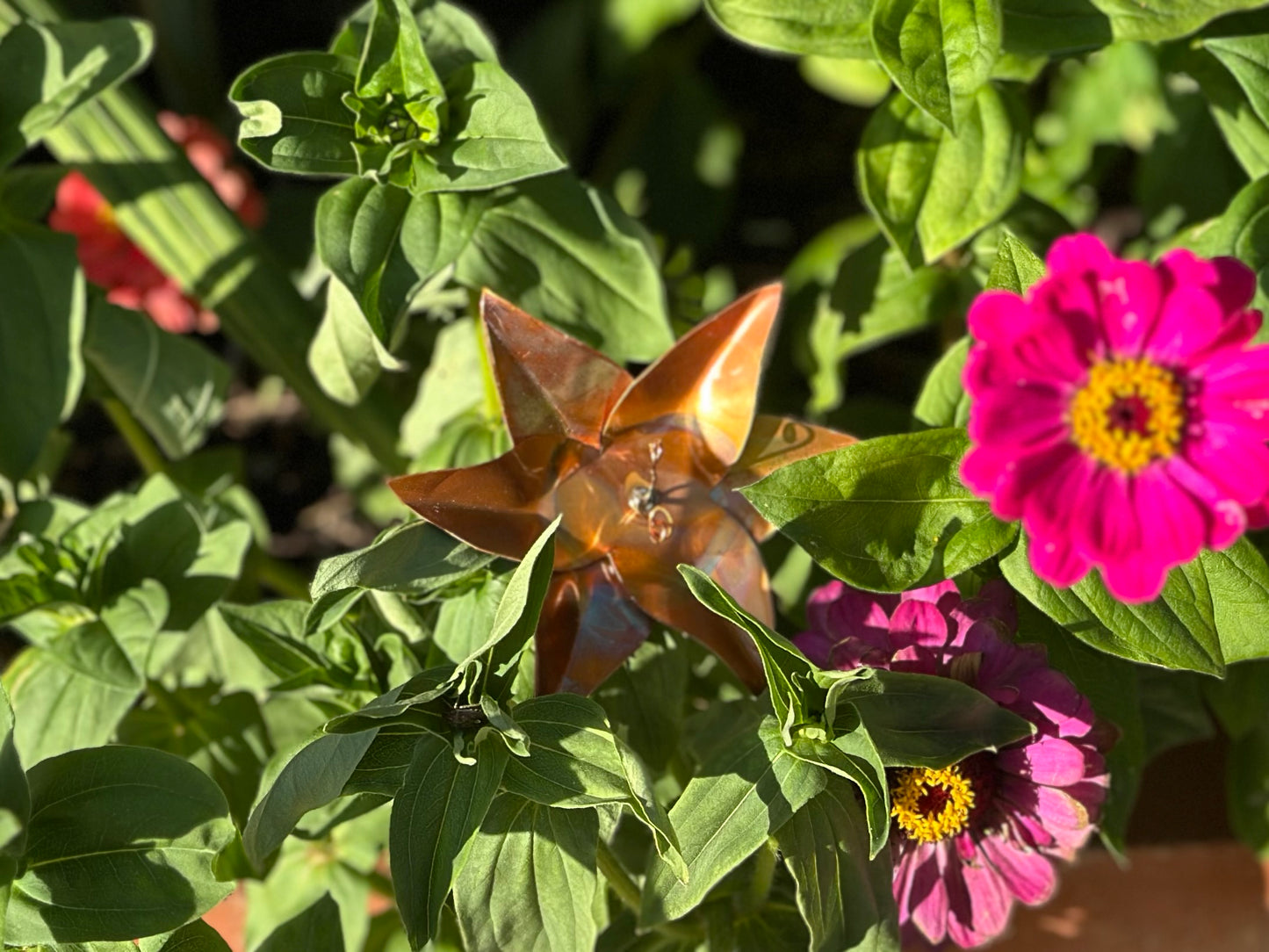 Copper Lily