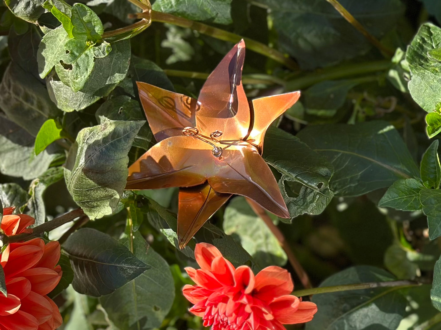 Copper Lily