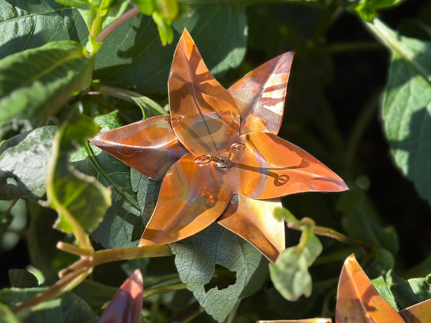 Copper Lily