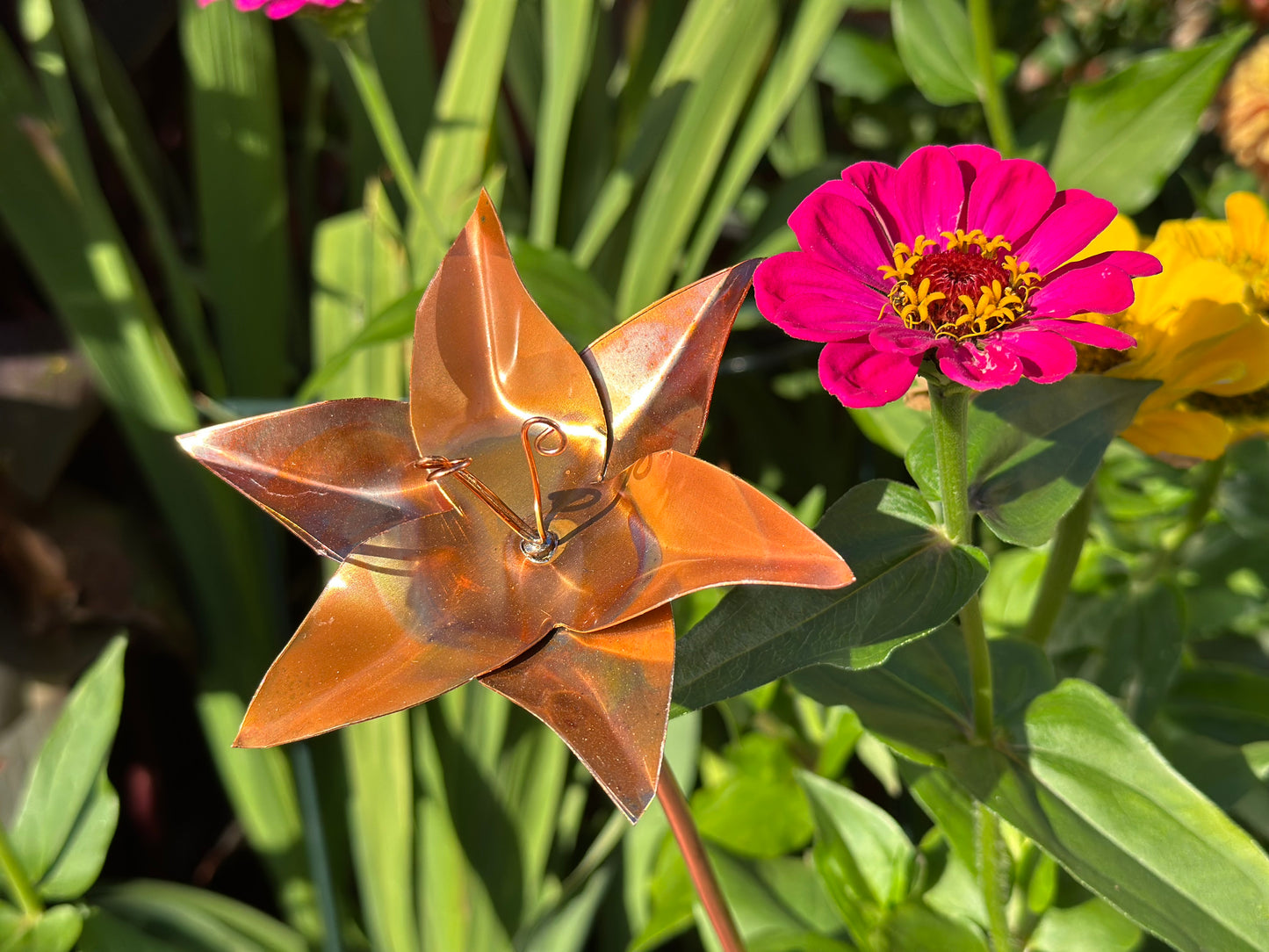 Copper Lily