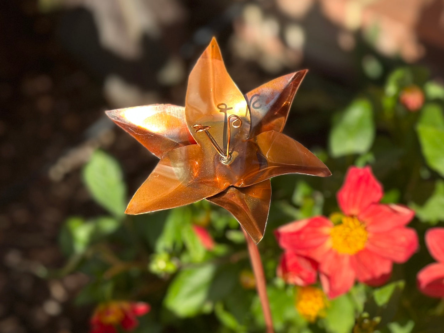 Copper Lily