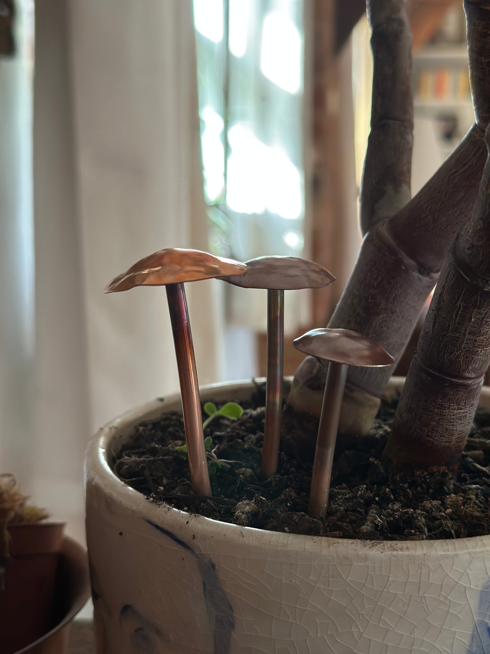brown mushroom growing in potted plant 3 Copper Mushrooms – Copper and Green