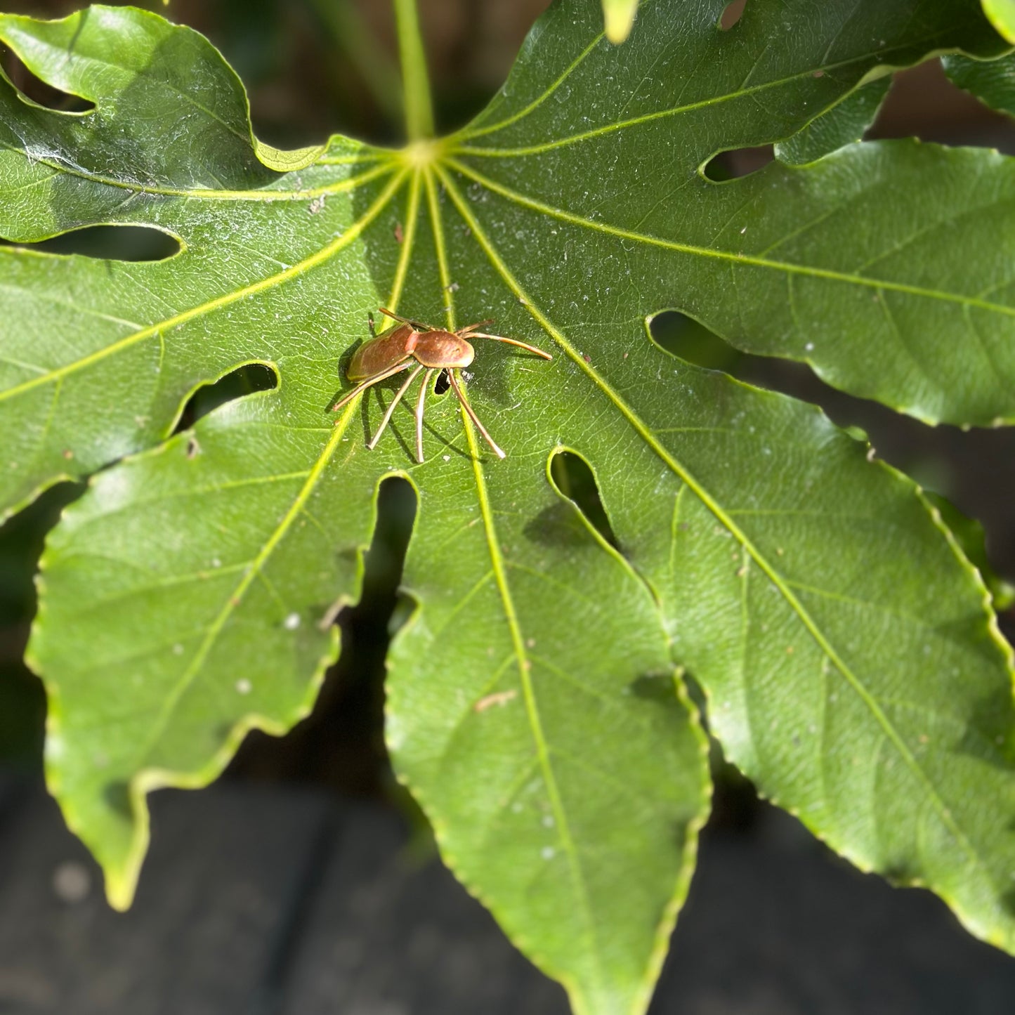 Copper Spider