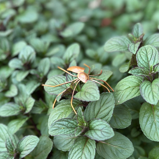 Copper Spider