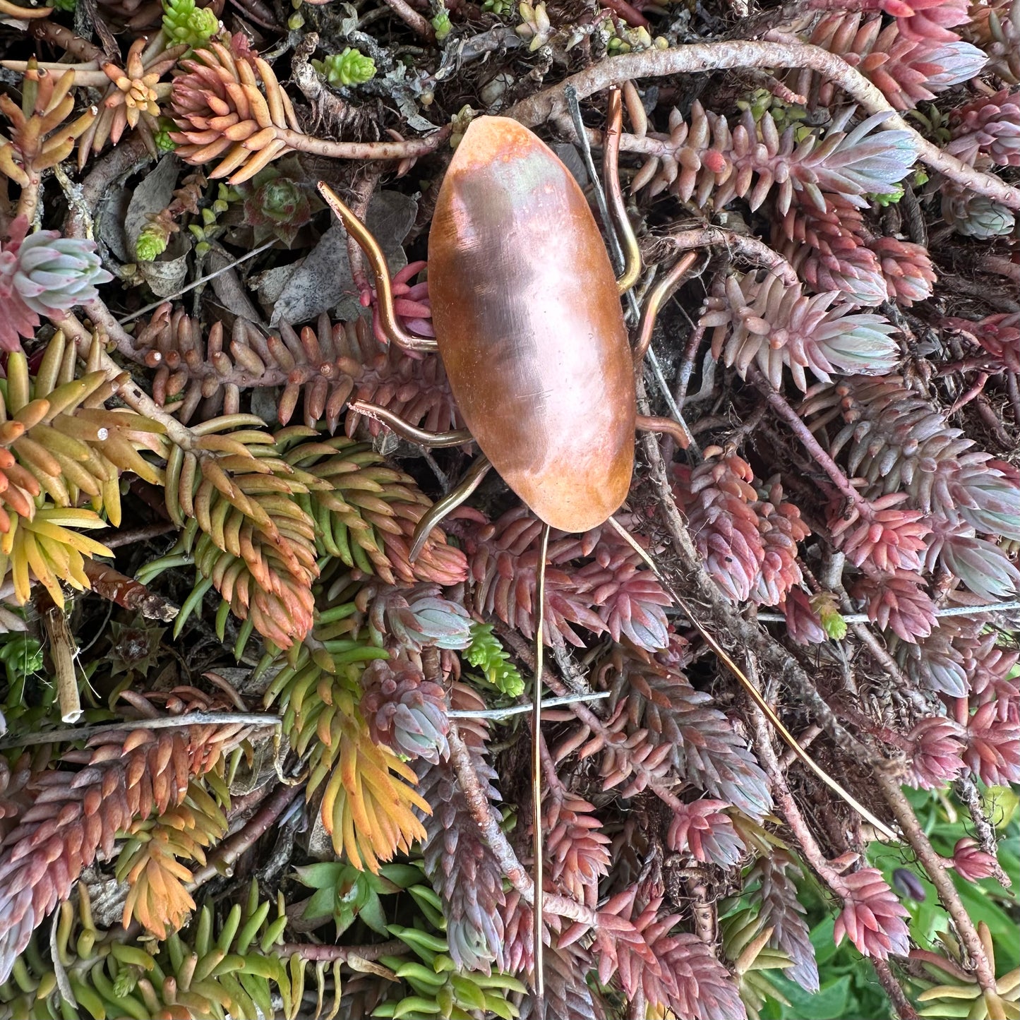 Copper Bug