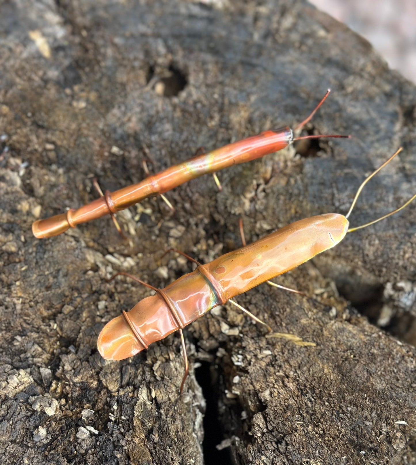 Pair of Copper Stick Insects