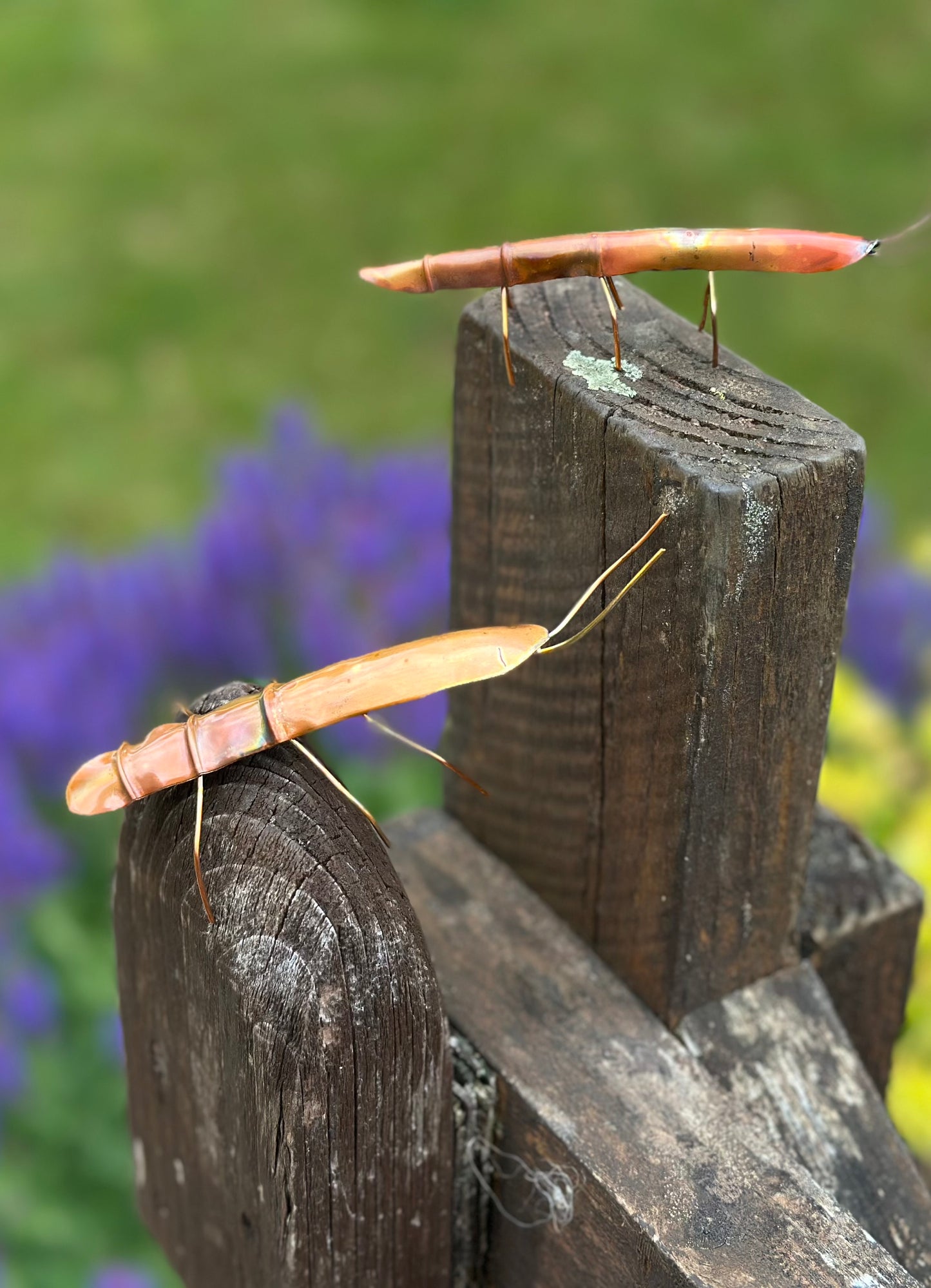 Pair of Copper Stick Insects