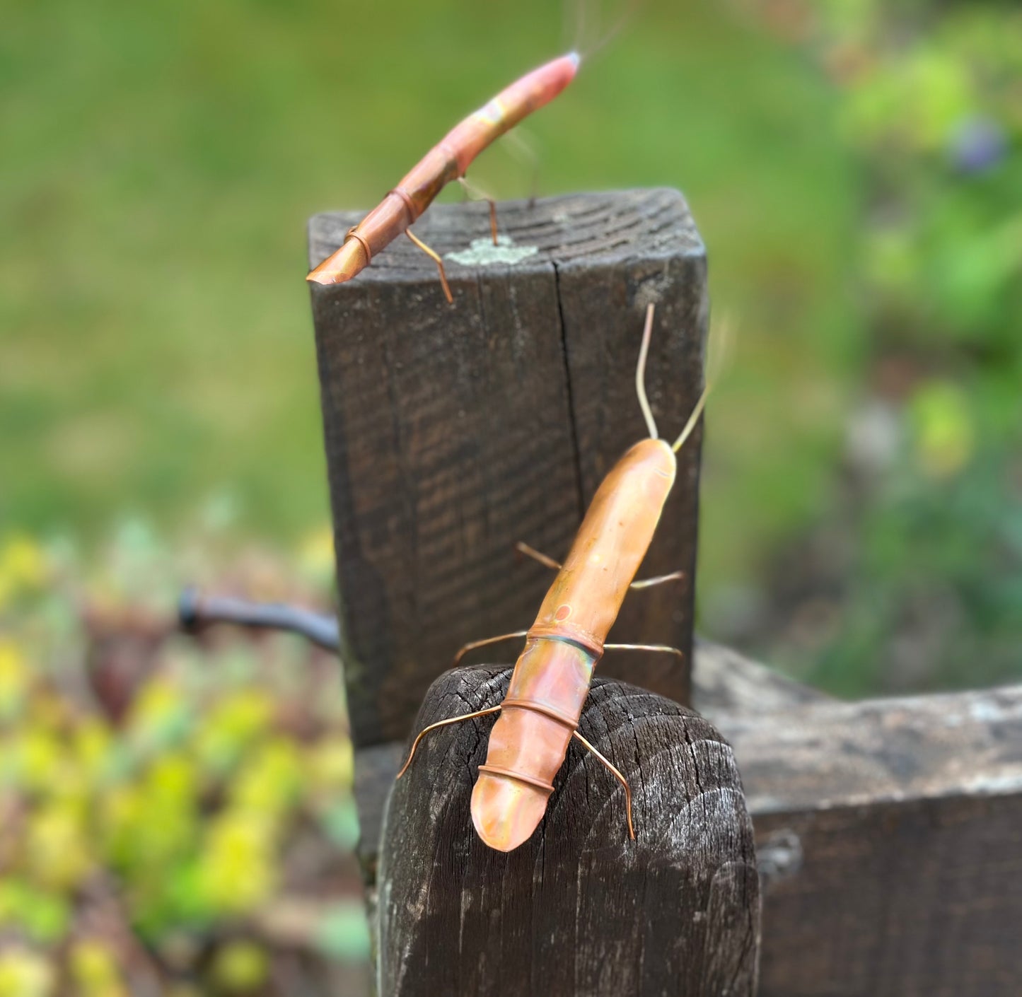 Pair of Copper Stick Insects