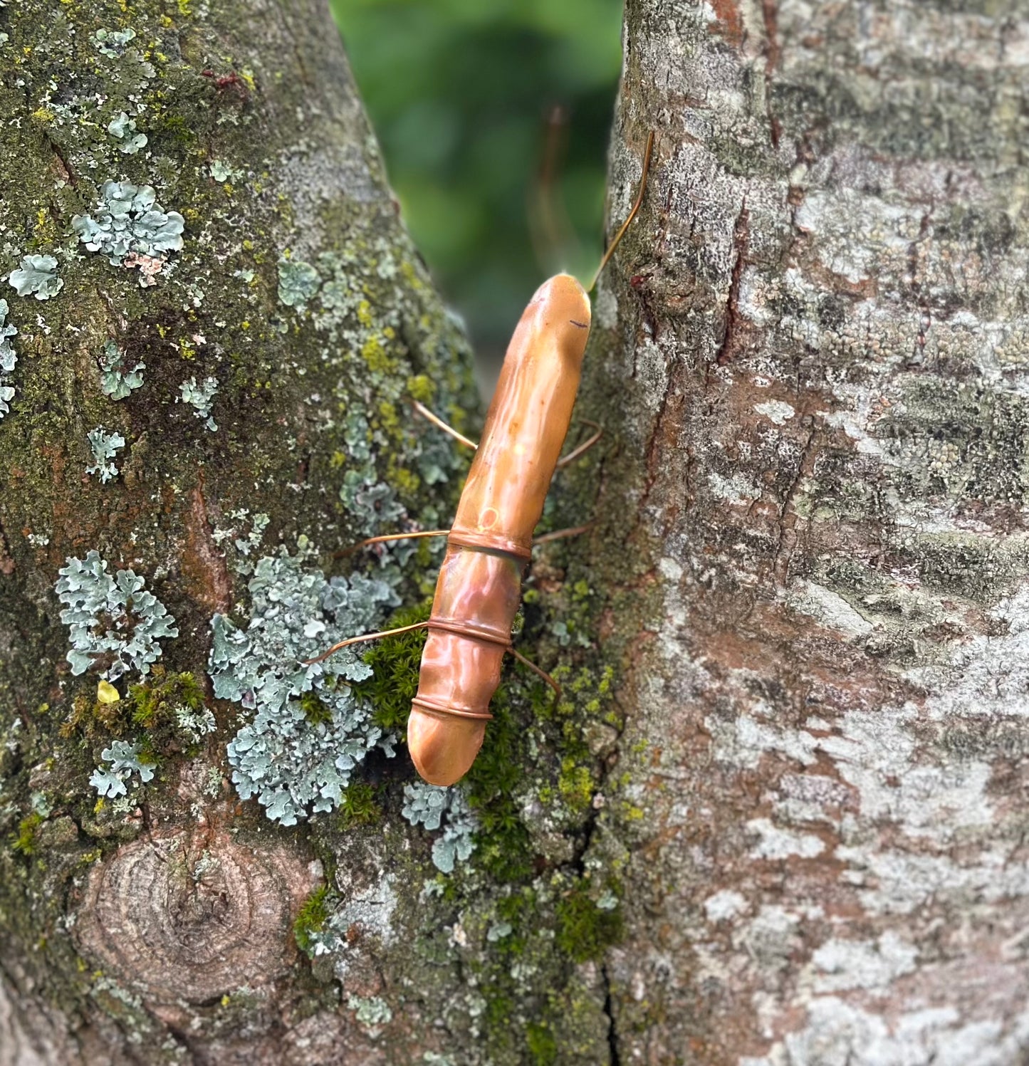 Pair of Copper Stick Insects