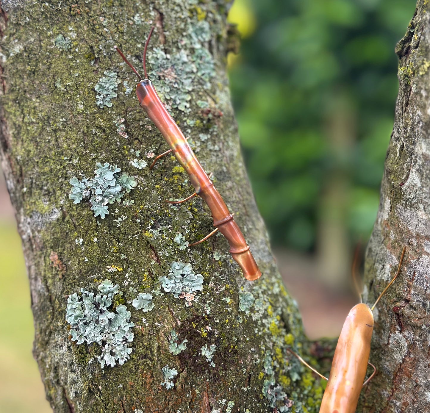 Pair of Copper Stick Insects