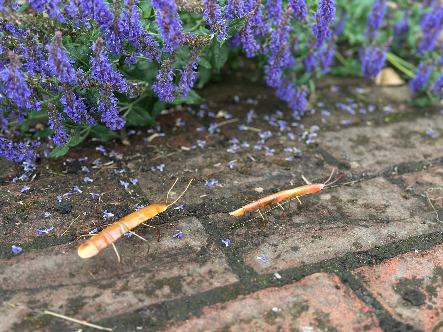 Pair of Copper Stick Insects